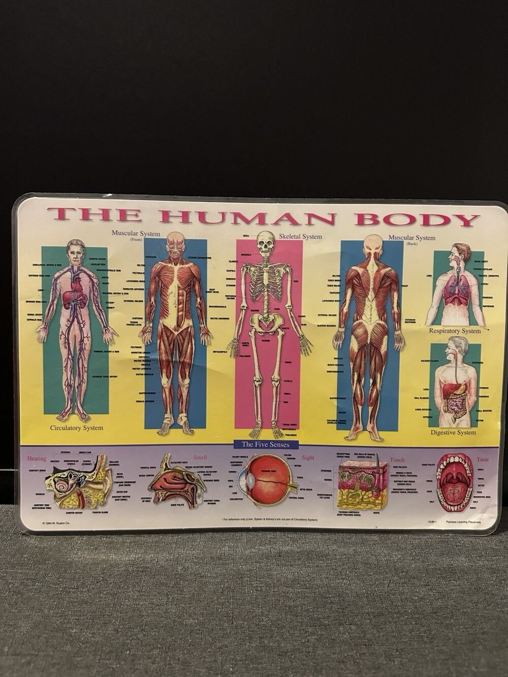 Vintage 1994 The Human Body Educational Placemat Chart M Ruskin Anatomy Double S